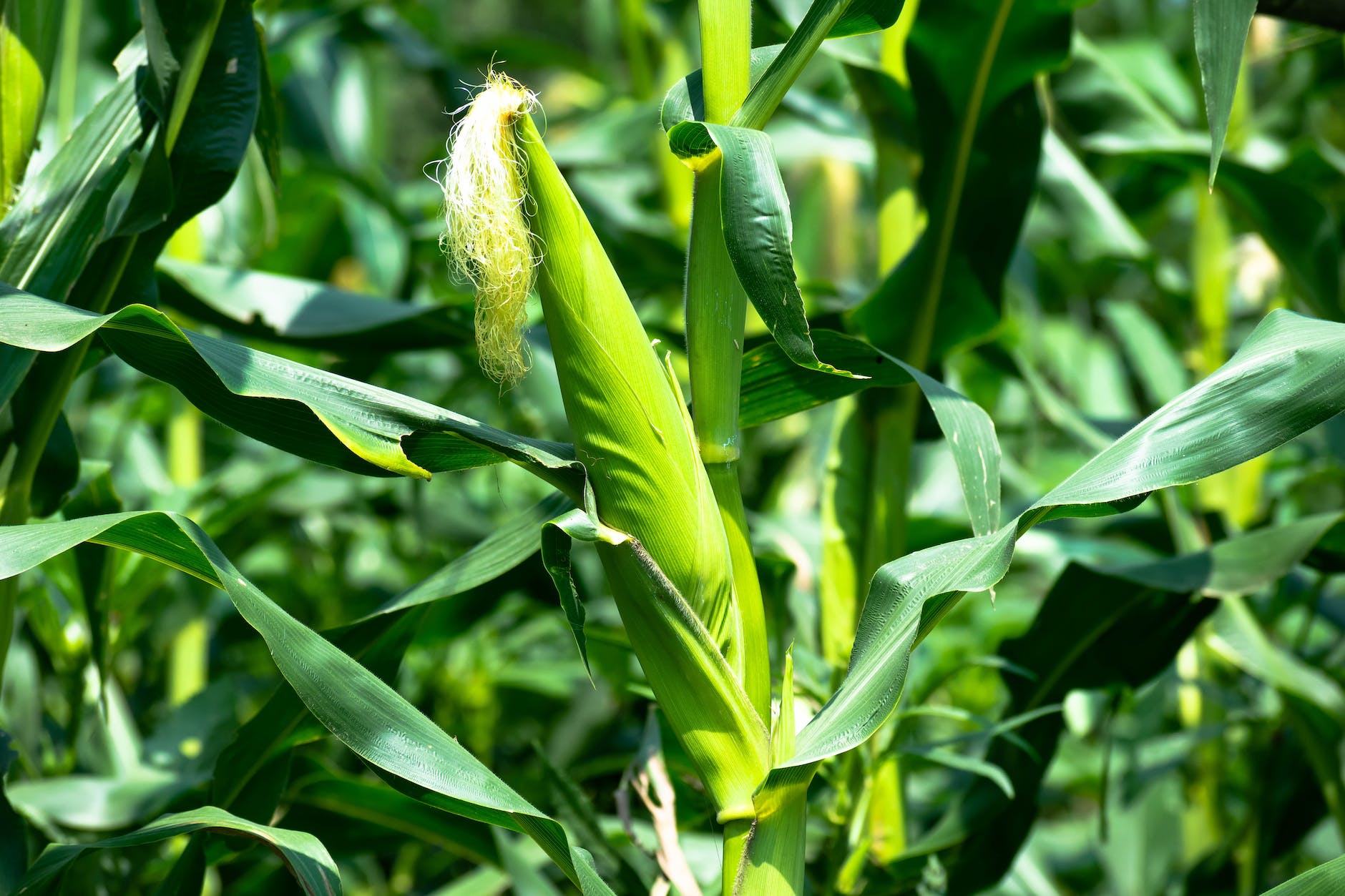 Cultural Practices of Maize: