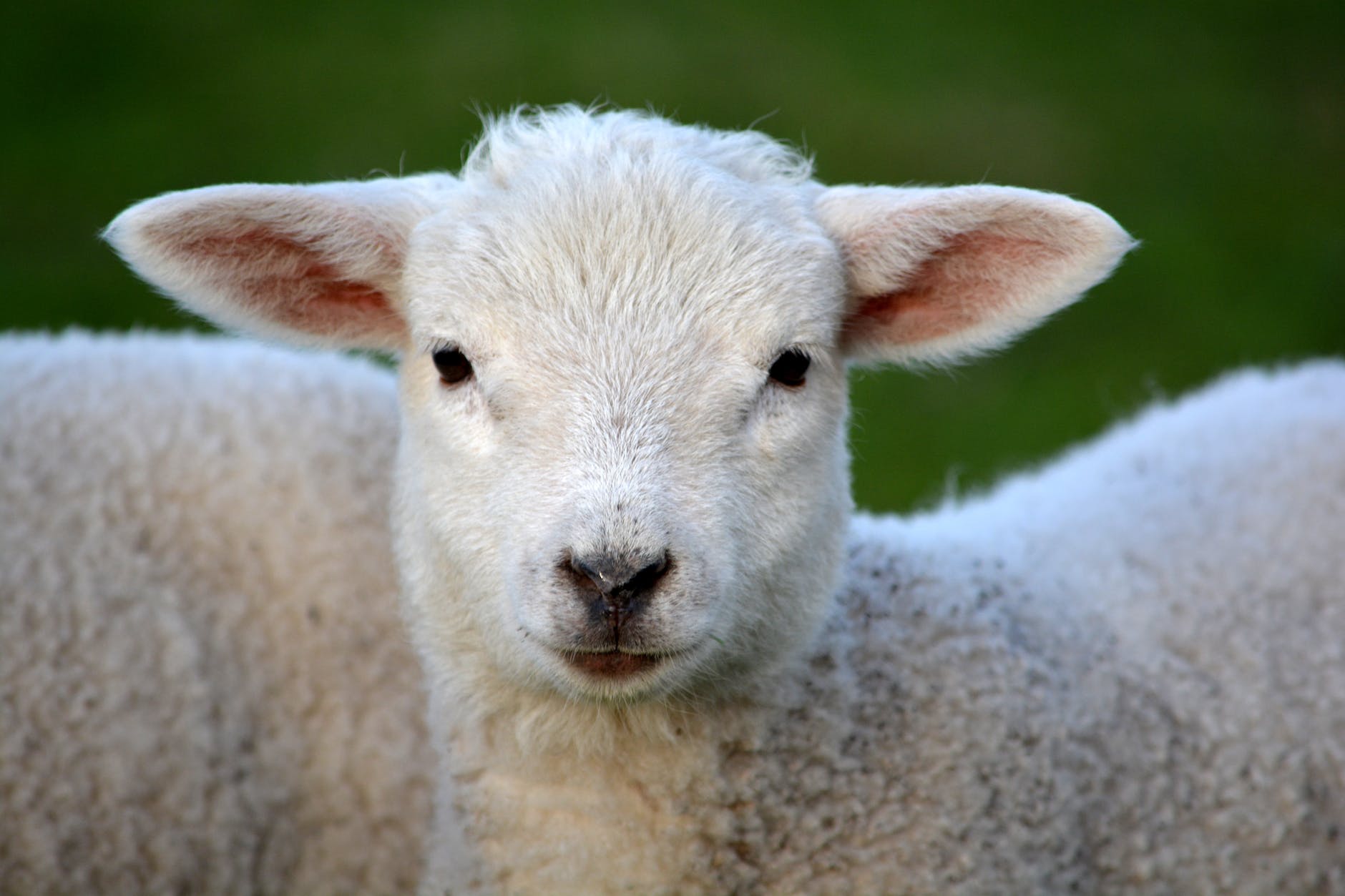 Importance of sheep Farming and management practices