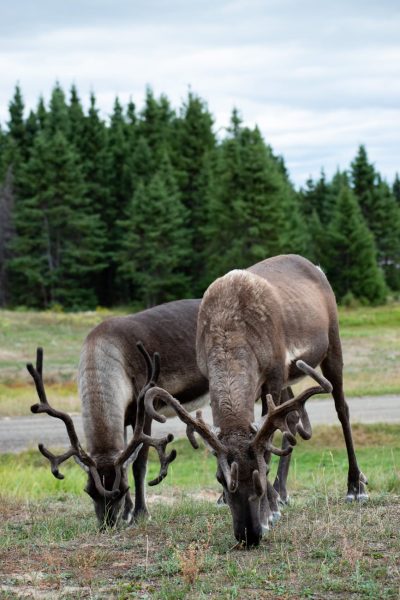 Types Of Ruminant Animals - Definition & Importance