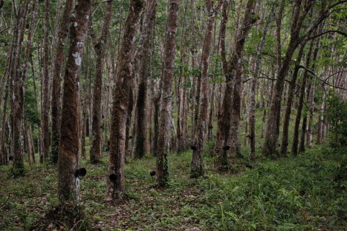 Rubber Production Cultural Practices