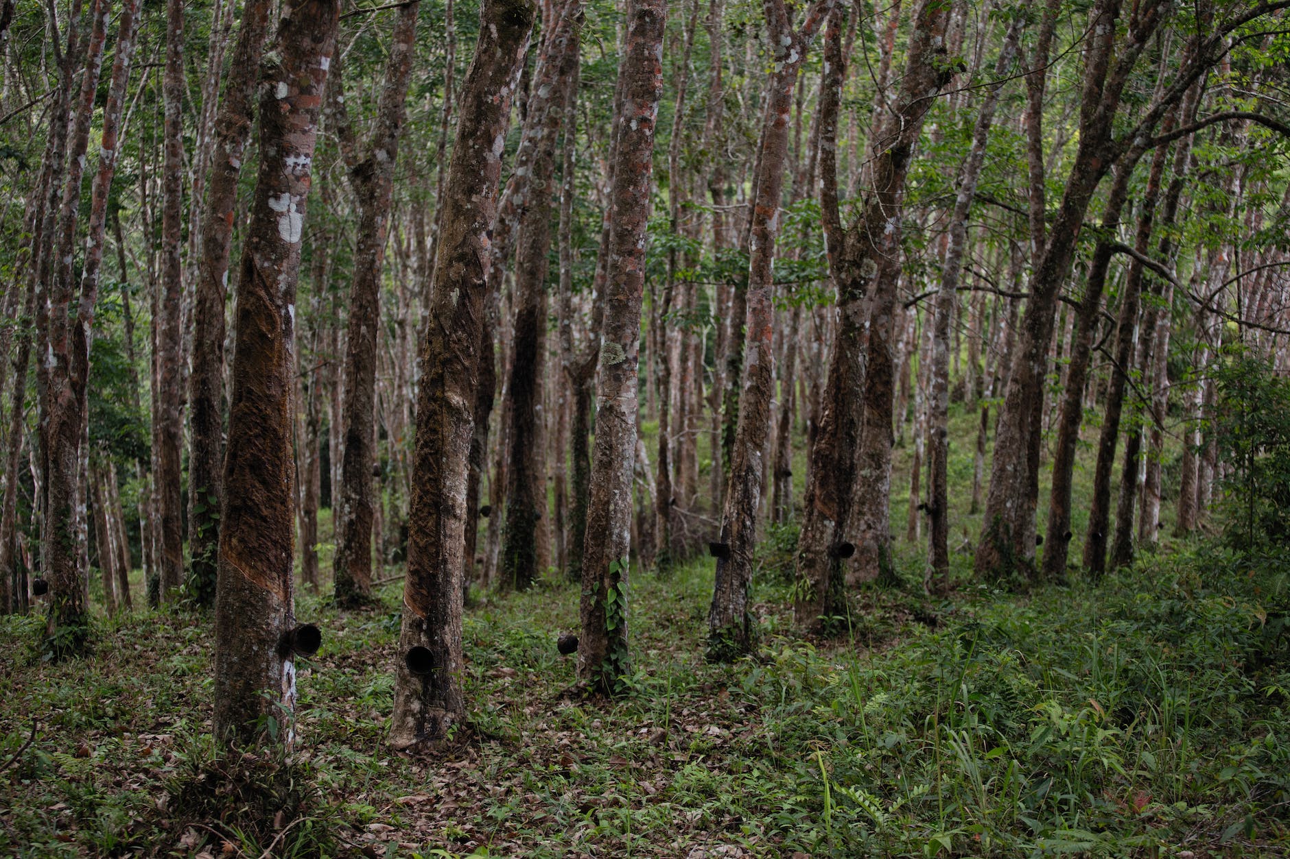 Rubber Production Cultural Practices