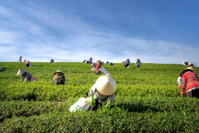Large Scale Farming - Characteristics, Benefits & Problems