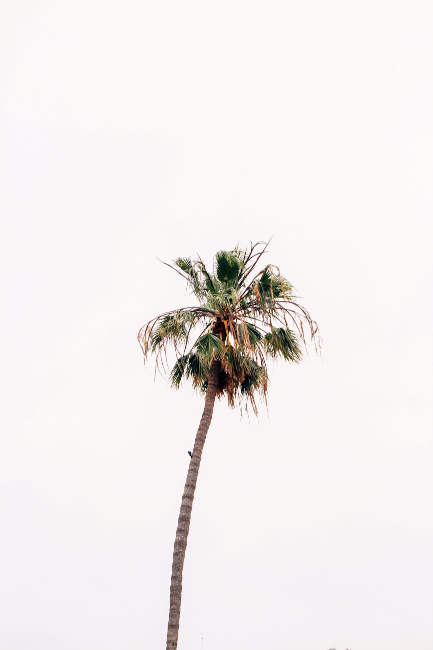 Cultural Practices of Oil Palm - meaning and importance