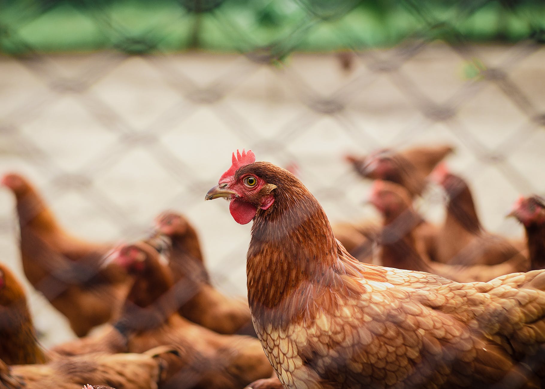 Types of poultry farming