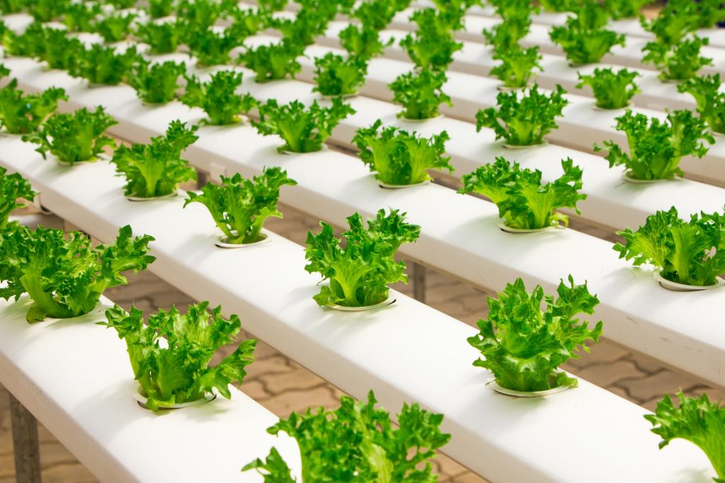 Organic Farming, view of vegetables.