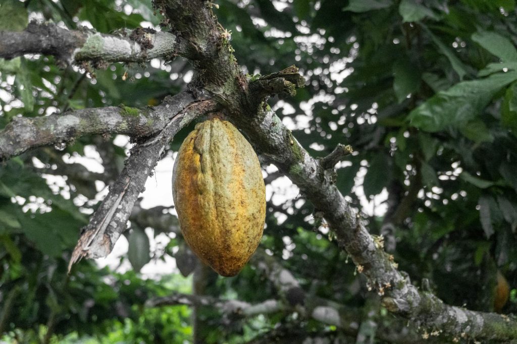 Cocoa Production - Cultural Practices, Uses & Importance