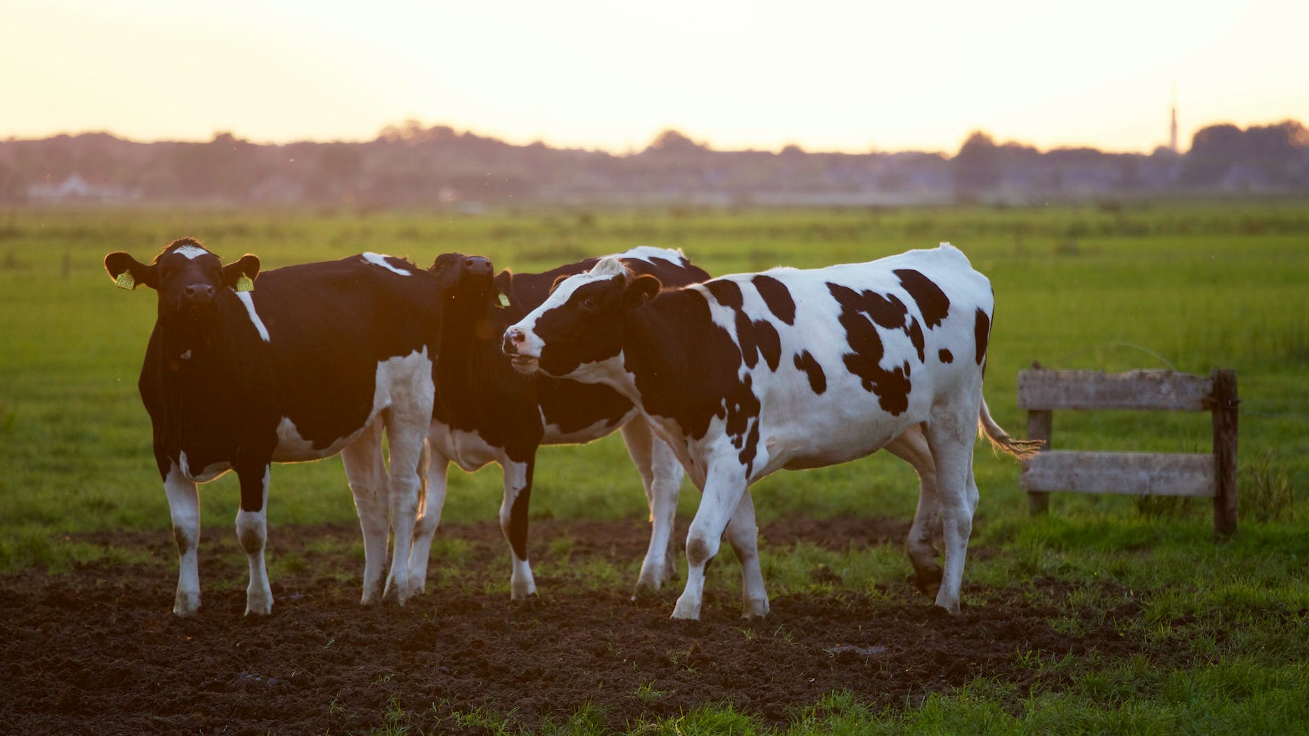 Important of cattle Rearing and system of Rearing.