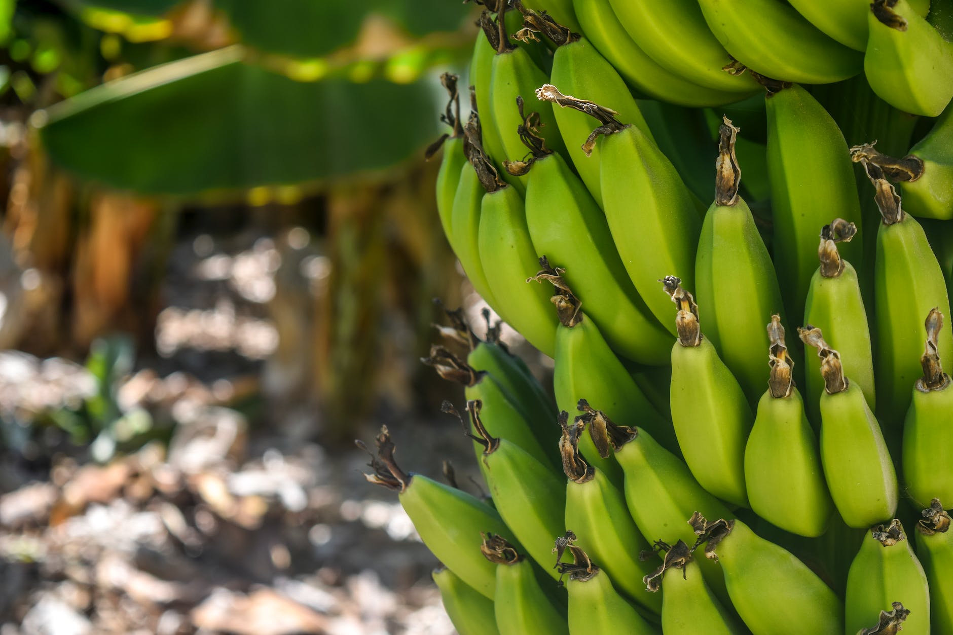 Banana cultural Practices and pests and diseases and benefits