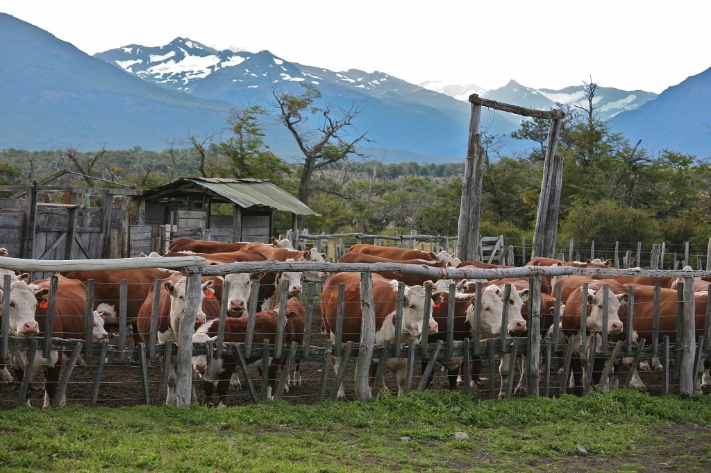 Types Of Ranching | Meaning, Methods, Advantages