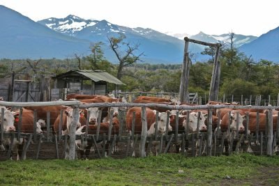 Types Ofr Ranches Types Of Ranching | Meaning, Methods, Advantages - MarNat StudySpace