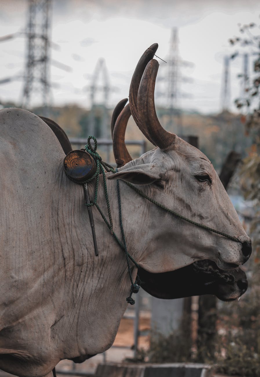 Types Of Ranching | Meaning, Methods, Advantages