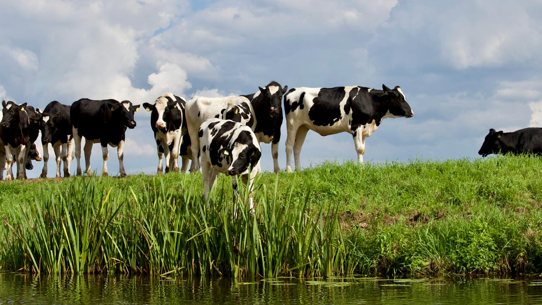 Types of ranching, meaning, methods