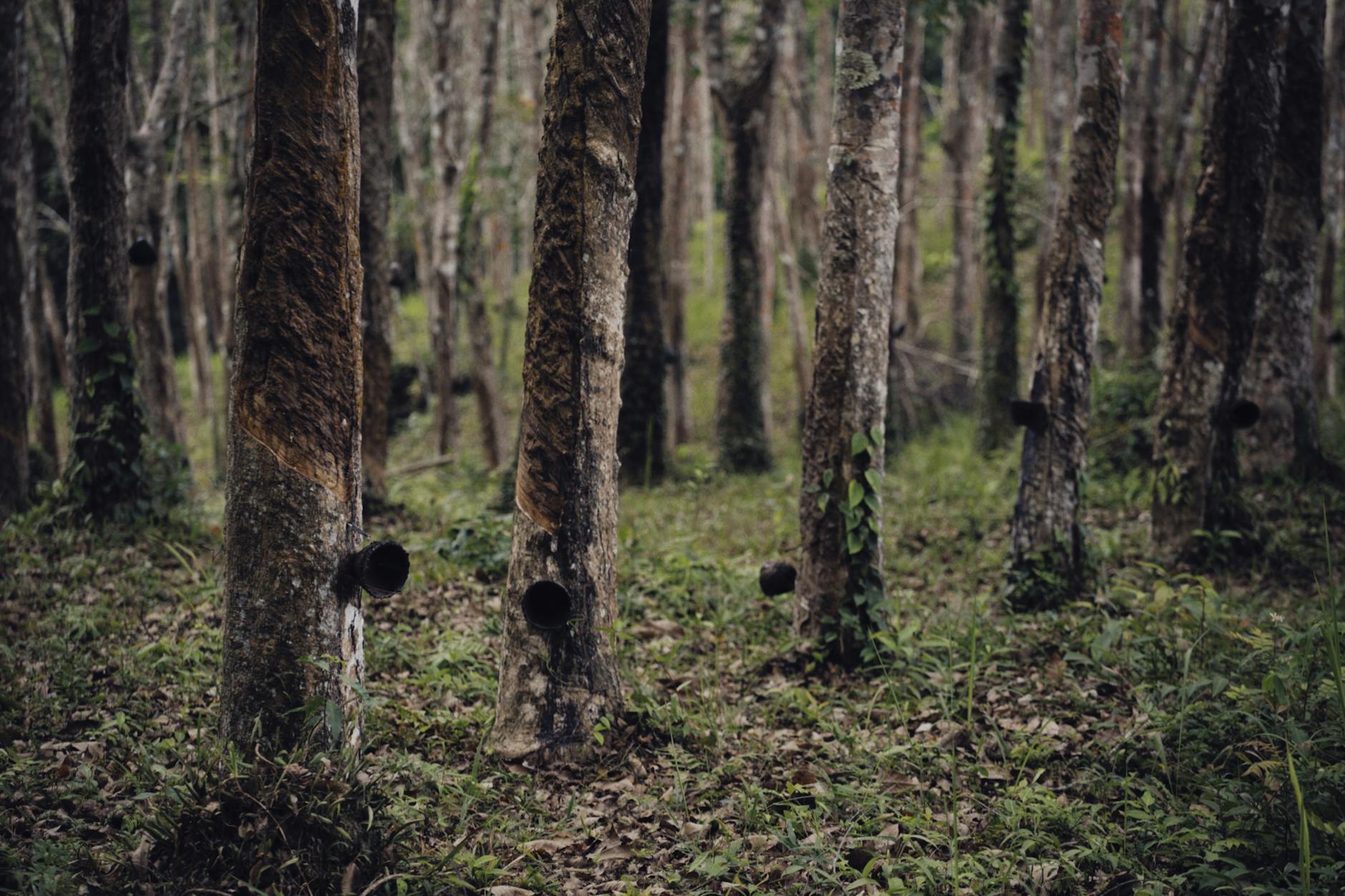 Characteristics of plantation Agriculture -rubber trees