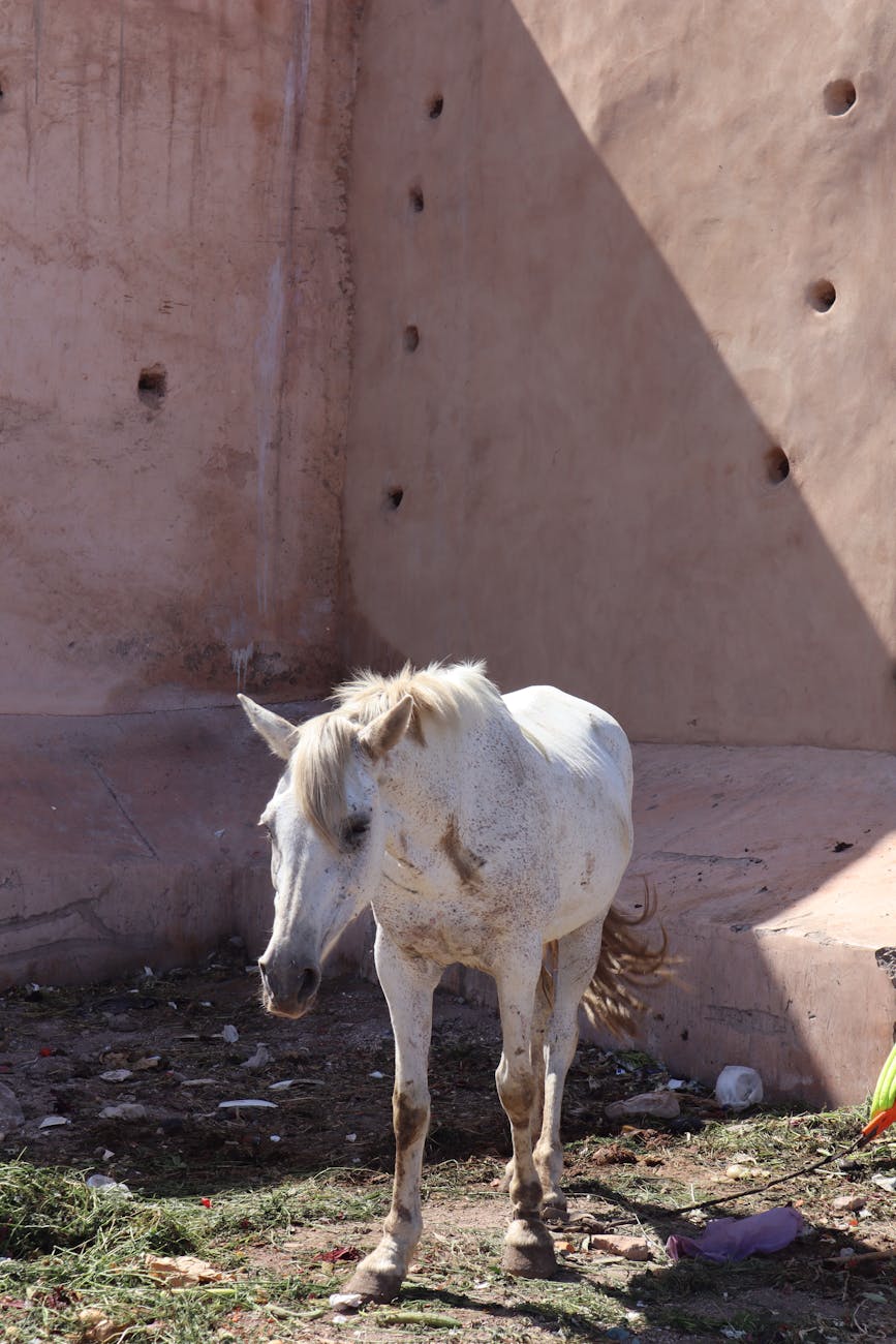 Malnutrition In Farm Animals, Causes, Symptoms, Corrections