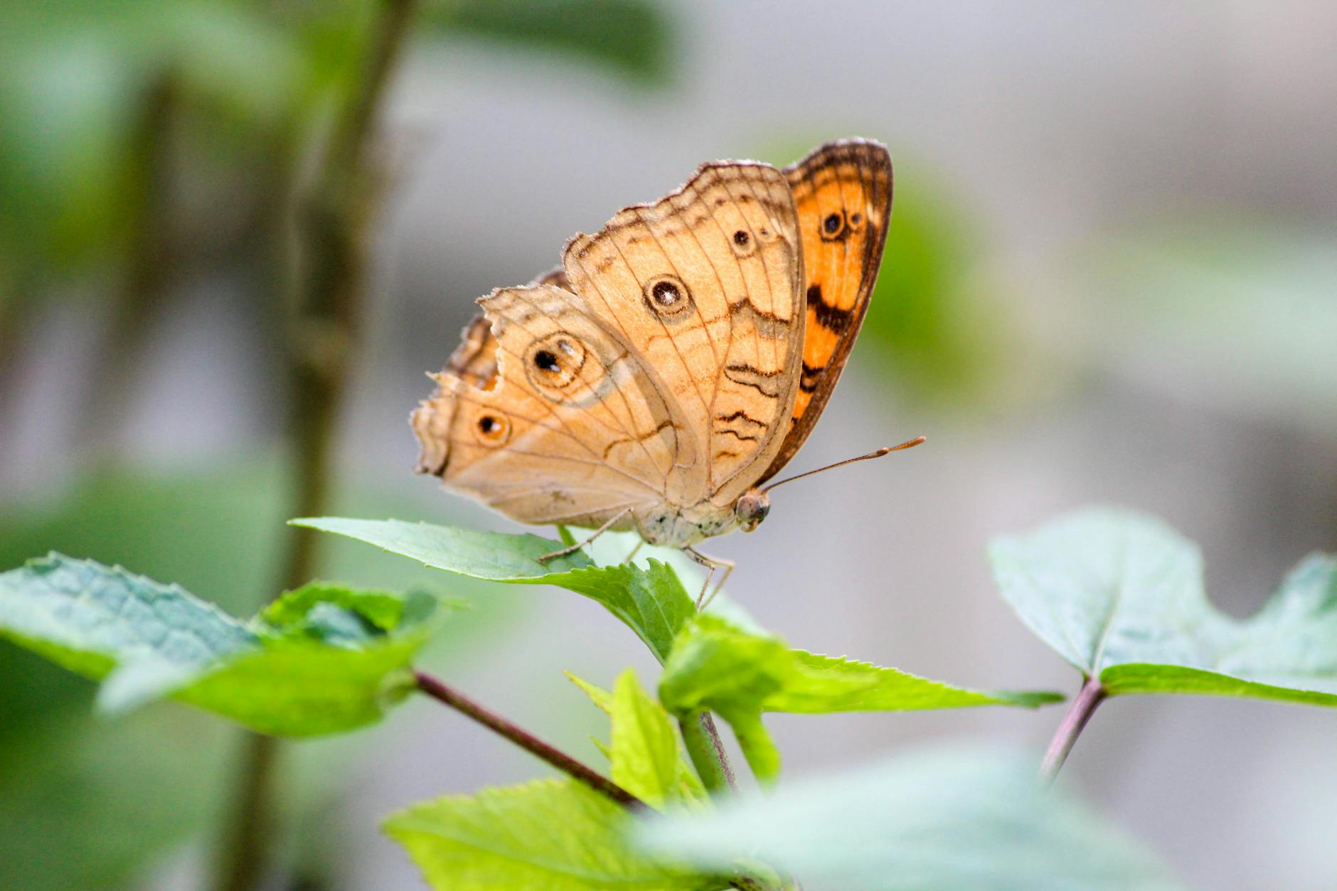 Metamorphosis in insects, types and differences