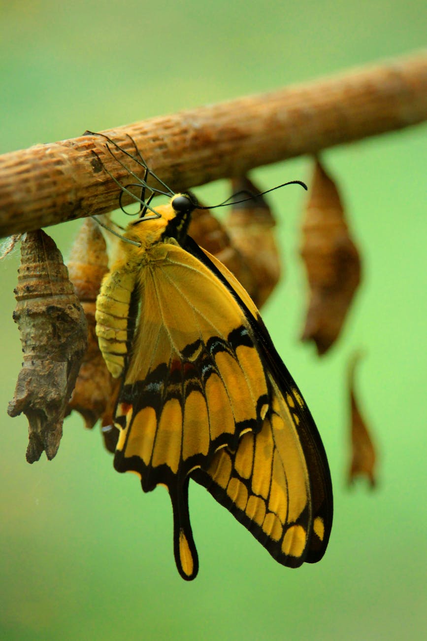 Metamorphosis In Insects, Types And Differences