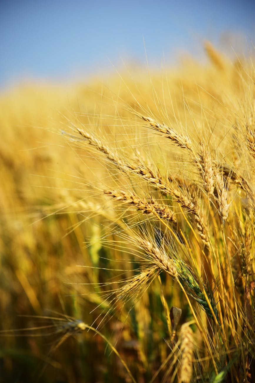 Food crop production, types and importance