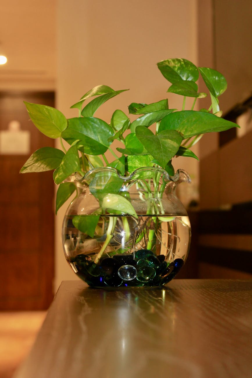Plants that grow in water and how to use them