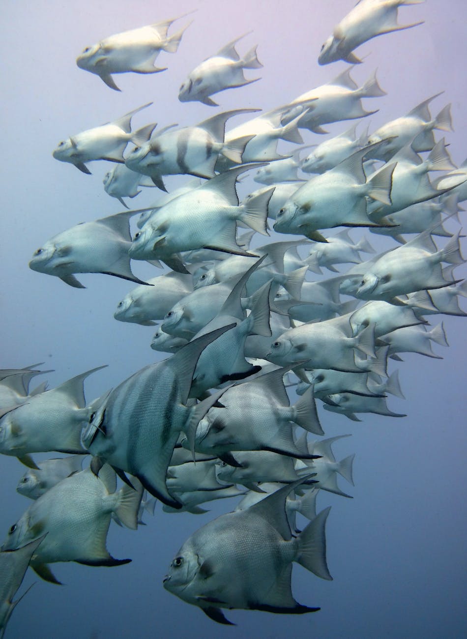 Names of Aquatic Animals, their Habitats and Adaptations
