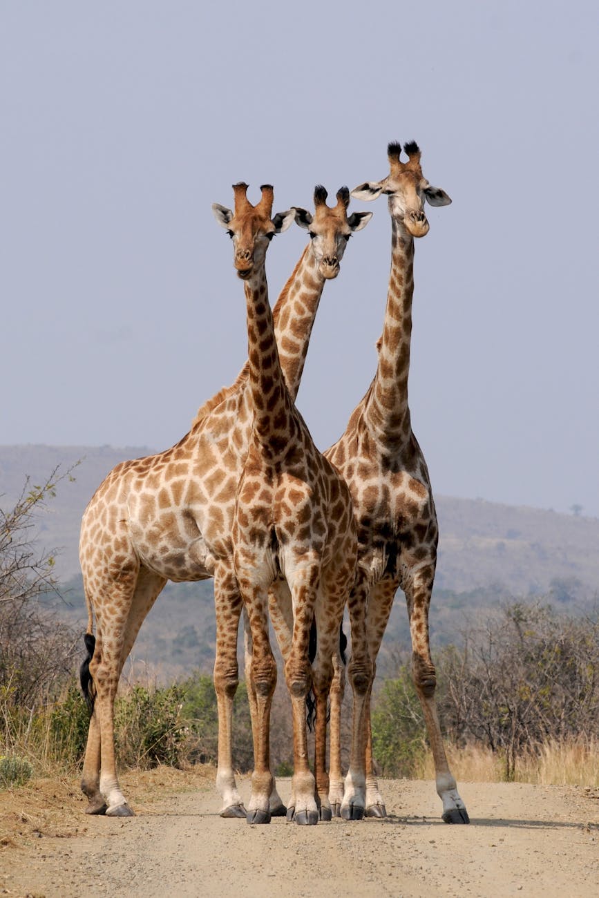 44 Names of Wild Animals, habitats, diet and Facts