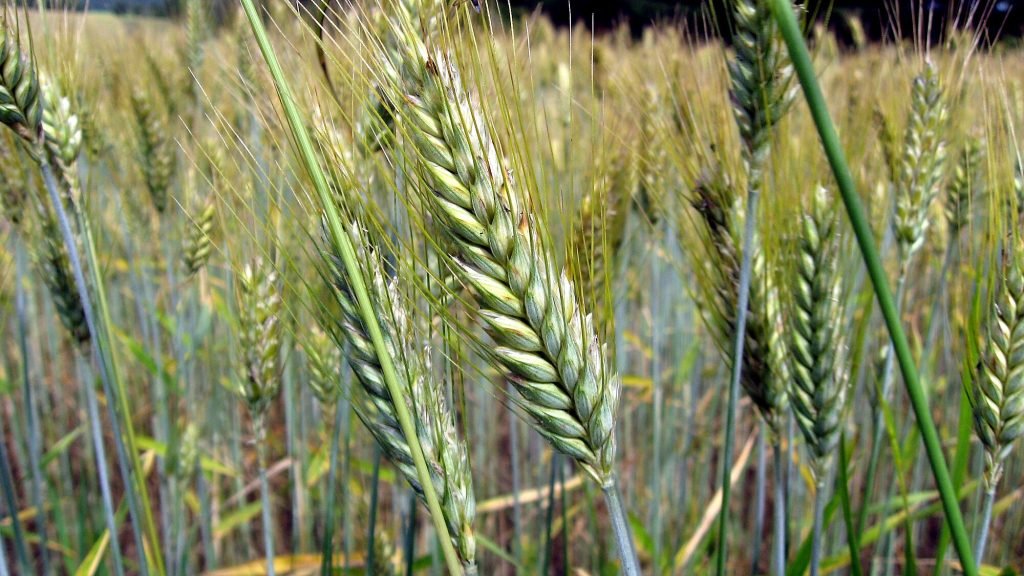 Examples of Annual Crops, Meaning and Importance