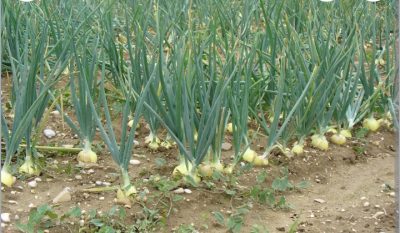 Characteristics of Biennial Crops