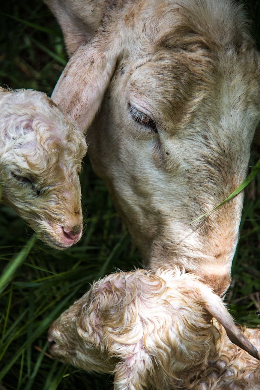Parturition in Farm Animals, Signs and Stages