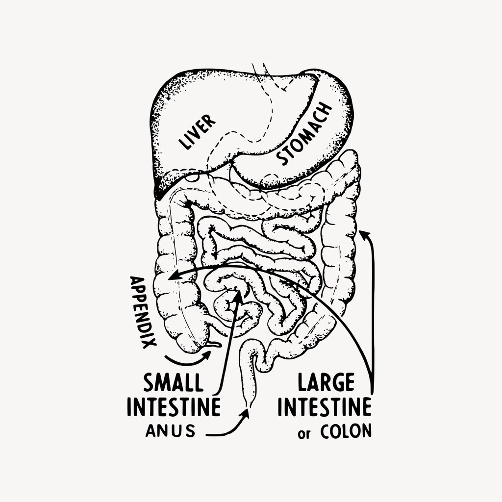 Mammalian Digestive System, Structure and Functions