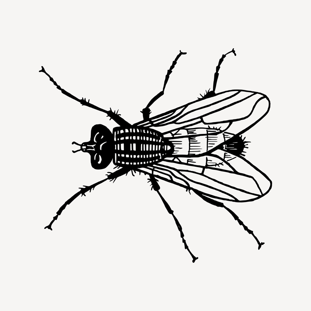 Feeding process of housefly, reproduction and importance