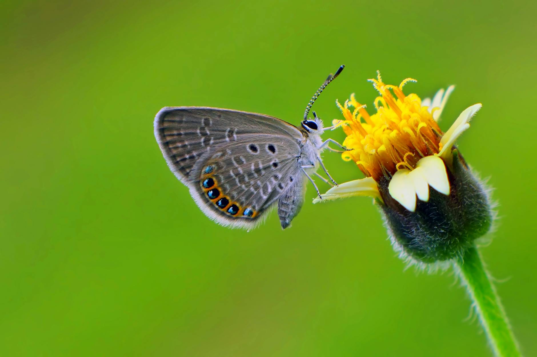 Butterfly Feeding Process and its Anatomy