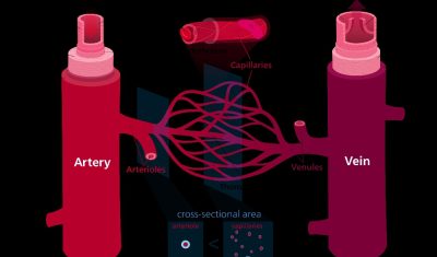 Deoxygenated blood and its Functions, Composition and Circulation
