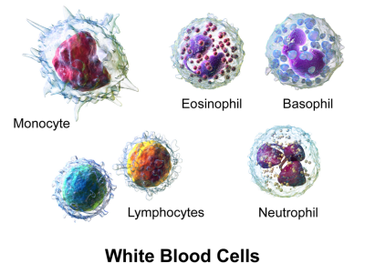 Functions of White Blood Cells (WBCs) in the Human Body