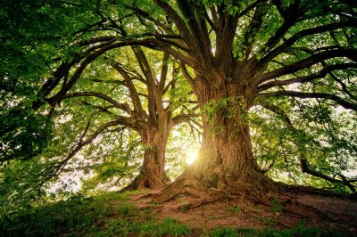 Role of Trees in Soil and Water Conservation