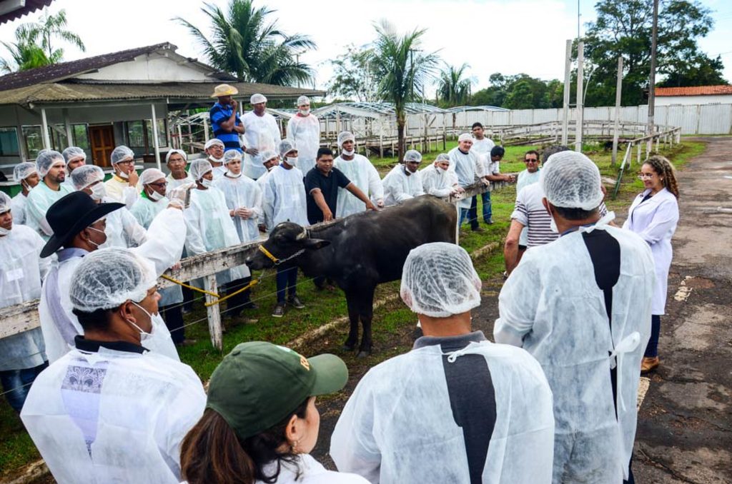 Artificial Insemination in Livestock Production