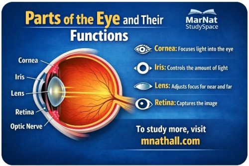 Parts of the Eye and their Functions in Biology
