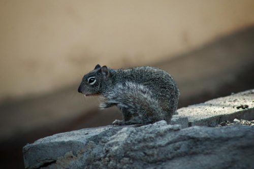 Rodents and their Impact on Farm Productivity, Signs and Control