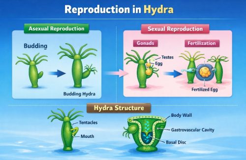 Reproduction in Hydra: Meaning, Types and Structures
