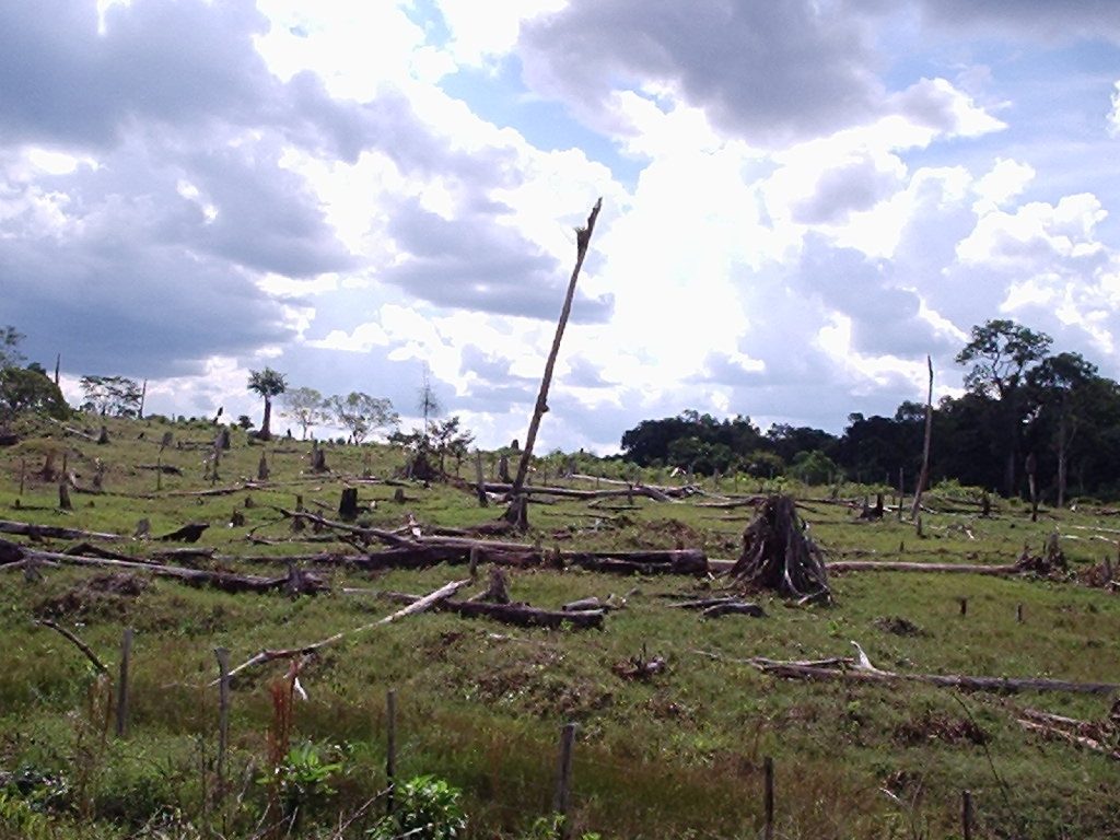 Deforestation in Nigeria: Causes, Effects, and Control Measures