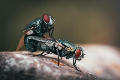 Reproduction in Housefly: Meaning, Structure and Process