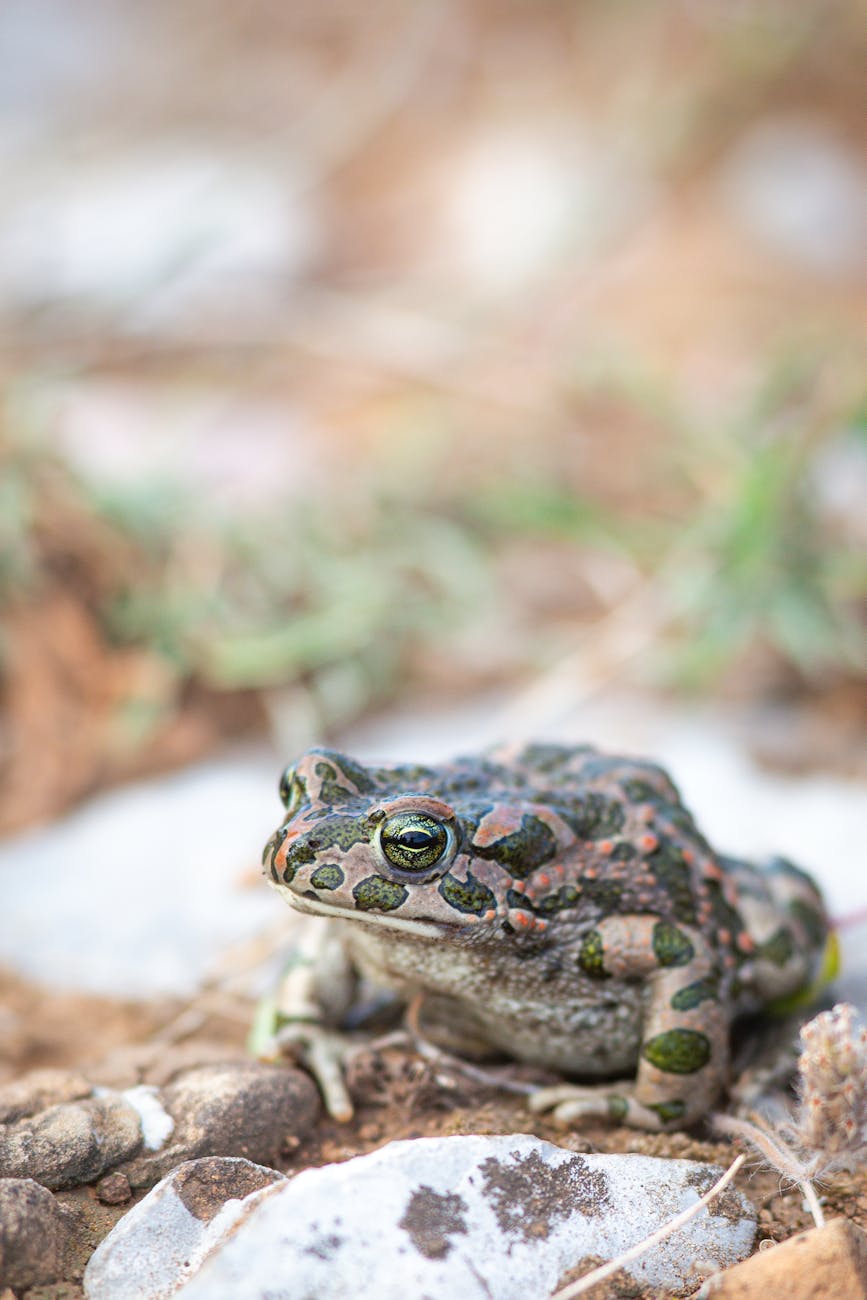 Reproduction in Toad: Meaning, Process and Characteristics - MN Hall