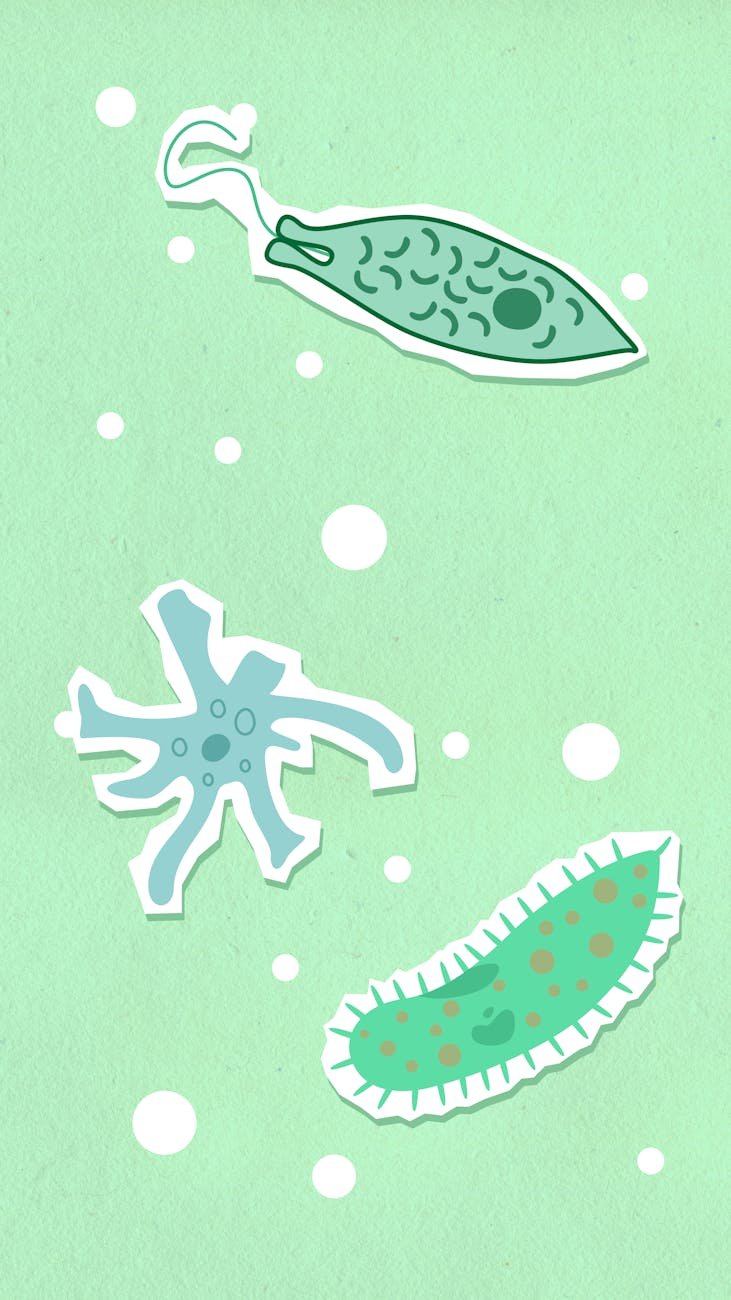 Reproduction in Amoeba: Meaning, Process, and Key Facts