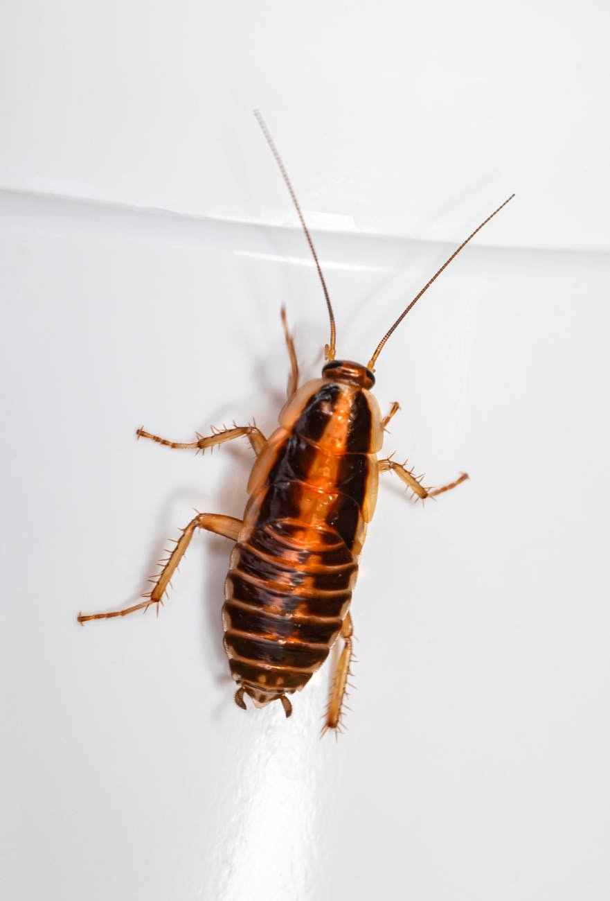 Reproduction in Cockroach: Meaning, Structure and Process