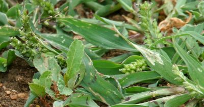 Common Weeds Found in China