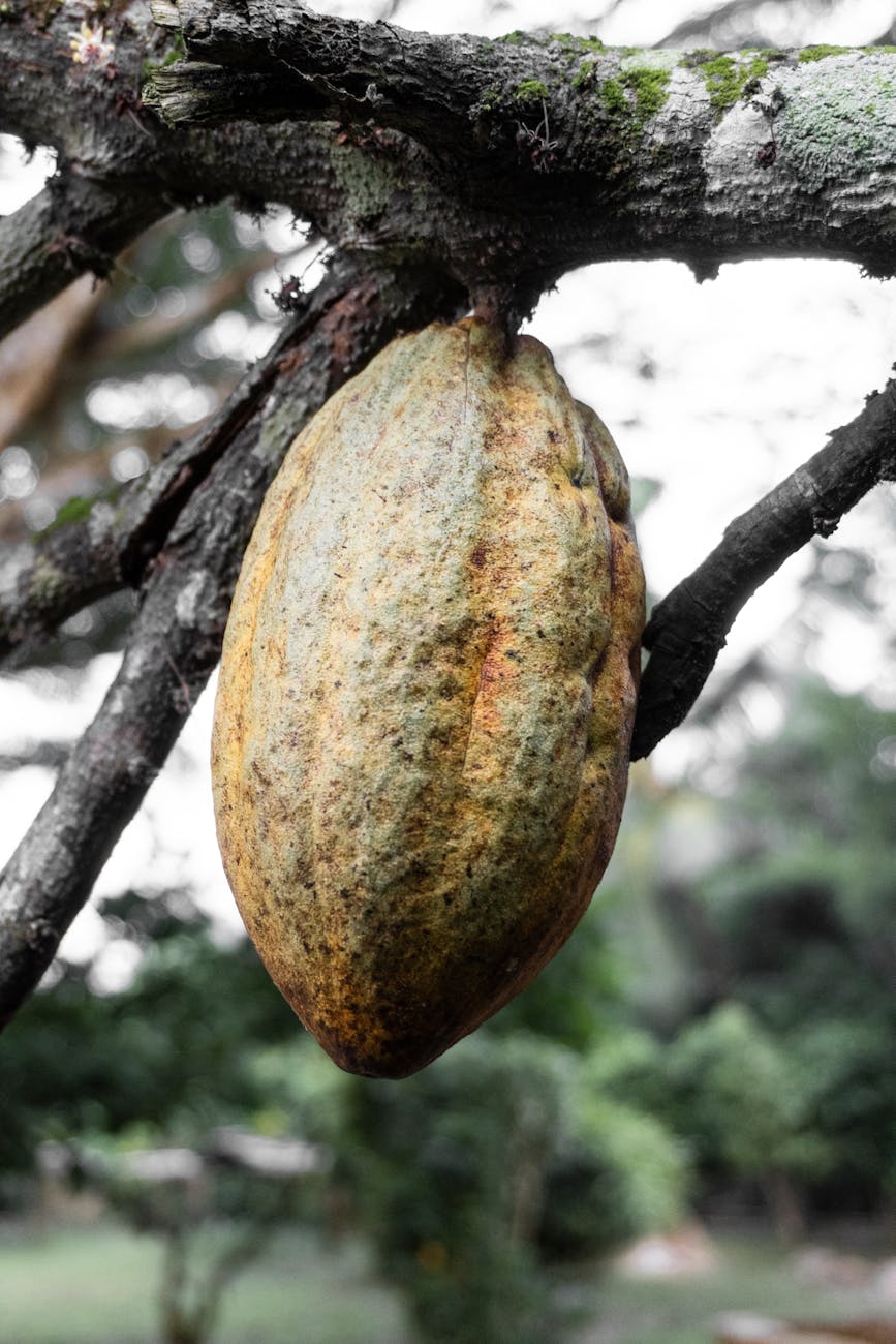 Cocoa Production in Nigeria: Importance and Processes
